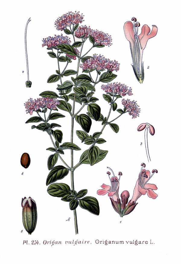 antique botanical print of oregano featuring parts of the herb