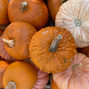 Pumpkin varieties