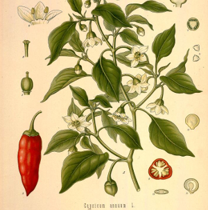 Botanical drawing of chile pepper