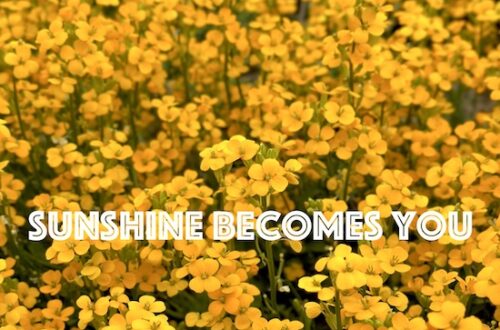 Sunshine Becomes You by Vanessa Young