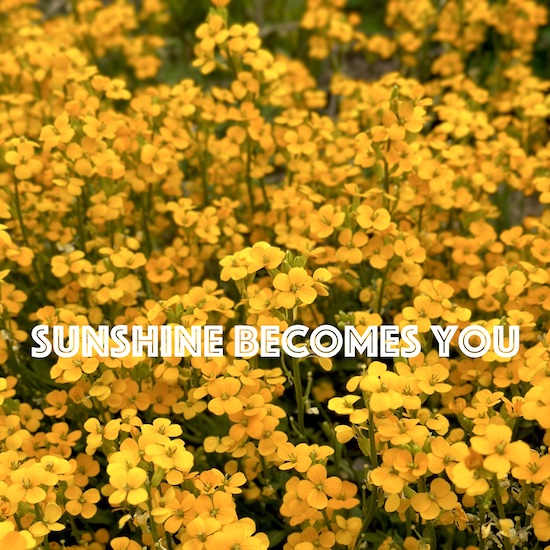 Sunshine Becomes You by Vanessa Young