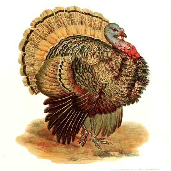 Thanksgiving turkey drawing