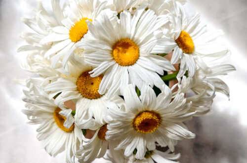 Vase full of white summer daisies