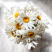 Vase full of white summer daisies